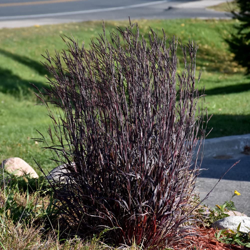 Grass Big Bluestem Blackhwk
