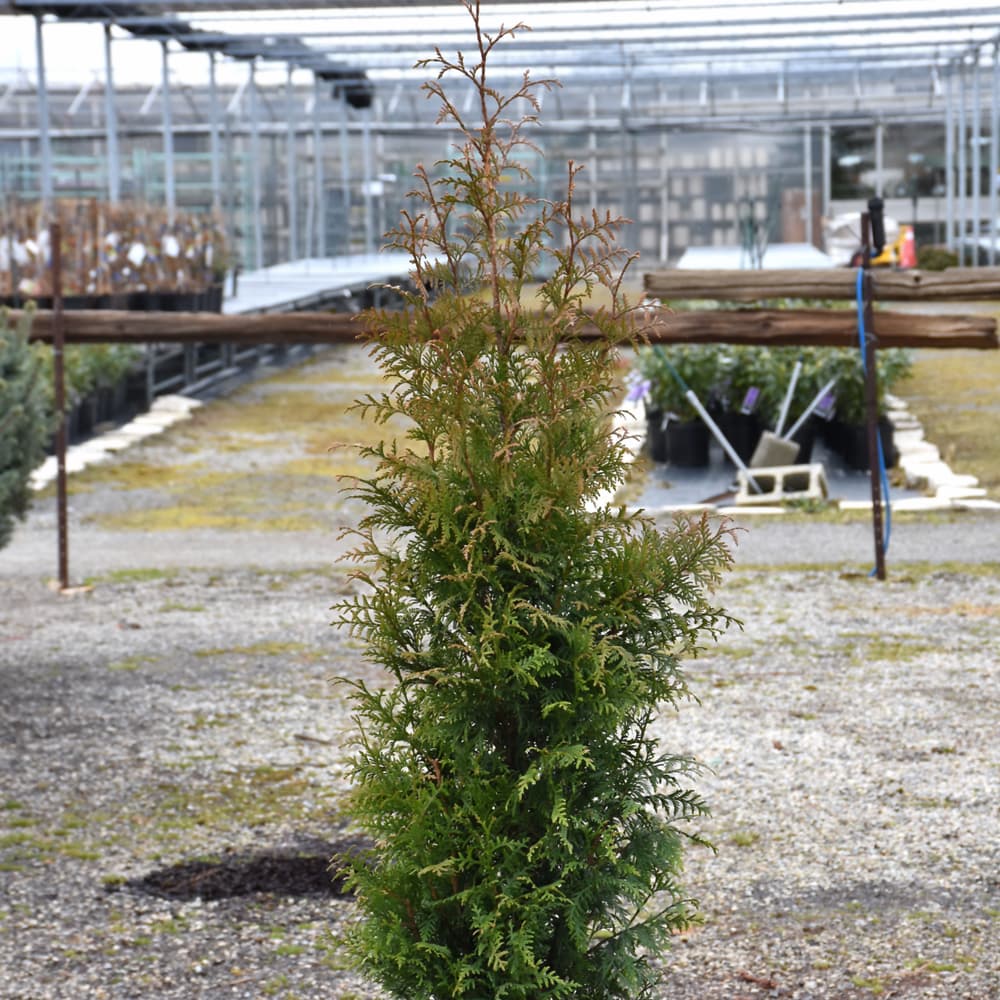 NetPS Plant Finder (www.netpsplantfinder.com)