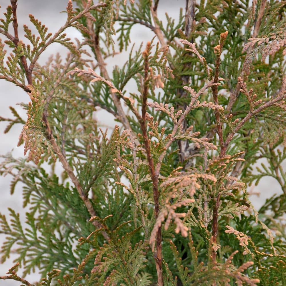 Arborvitae Northern Spire