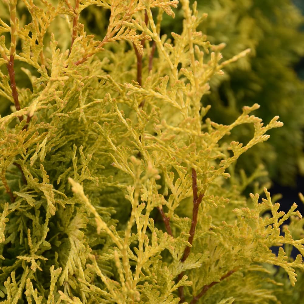 NetPS Plant Finder (www.netpsplantfinder.com)