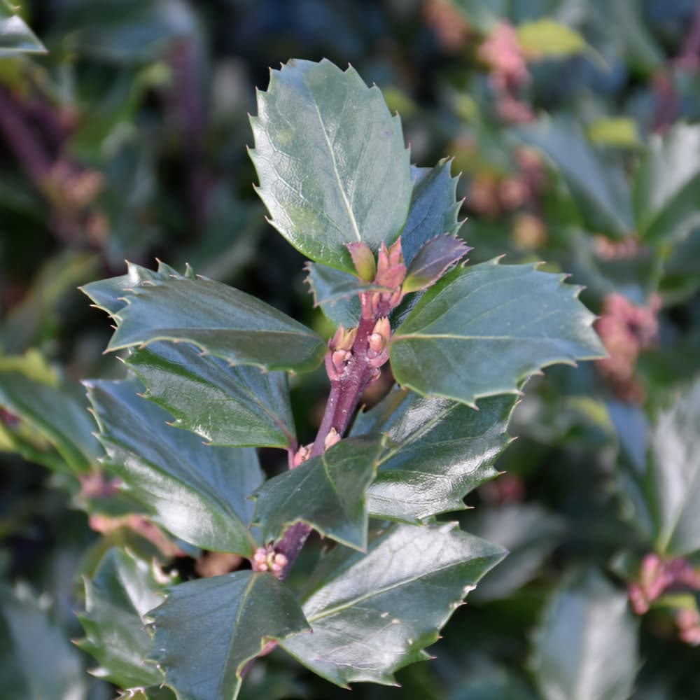 NetPS Plant Finder (www.netpsplantfinder.com)