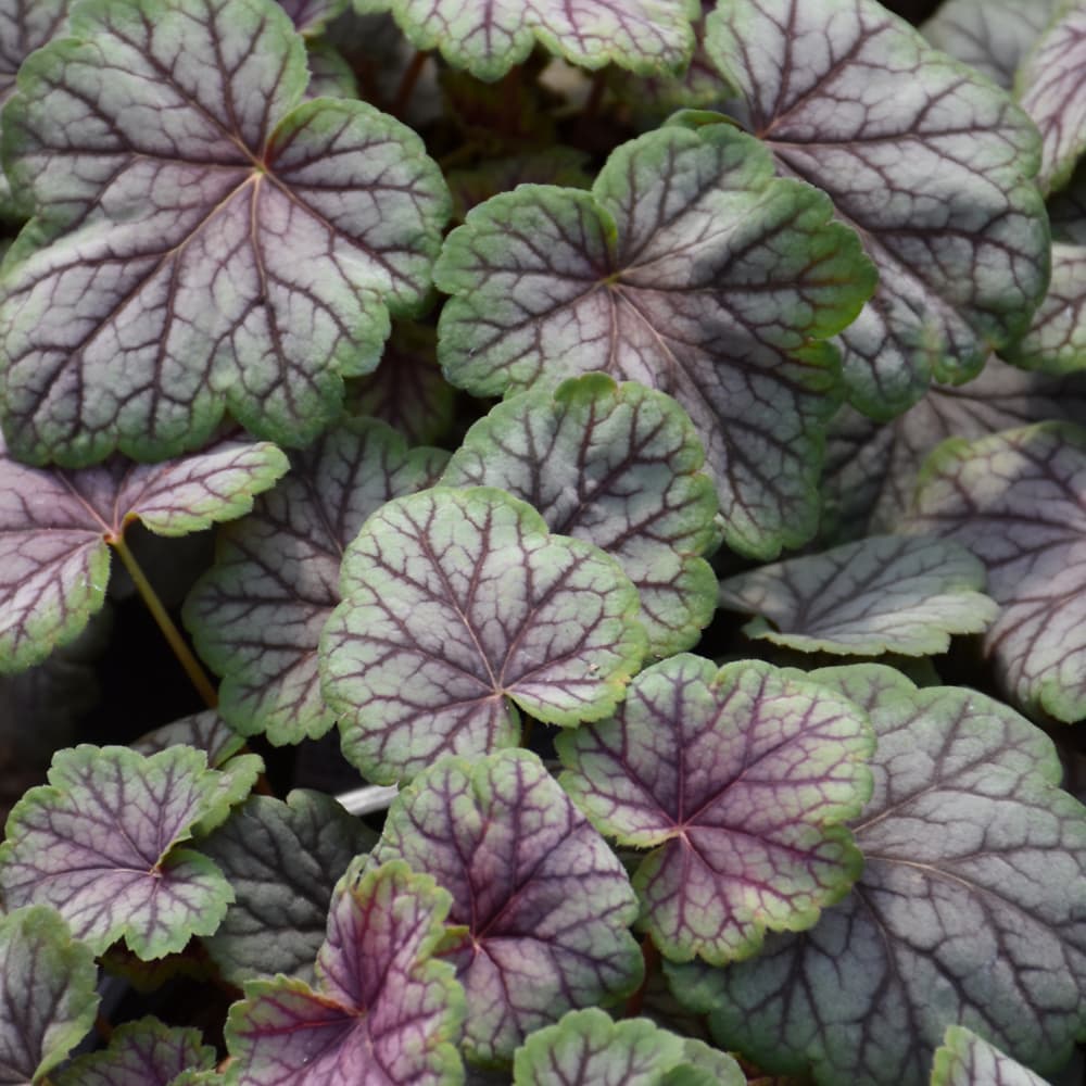 NetPS Plant Finder (www.netpsplantfinder.com)