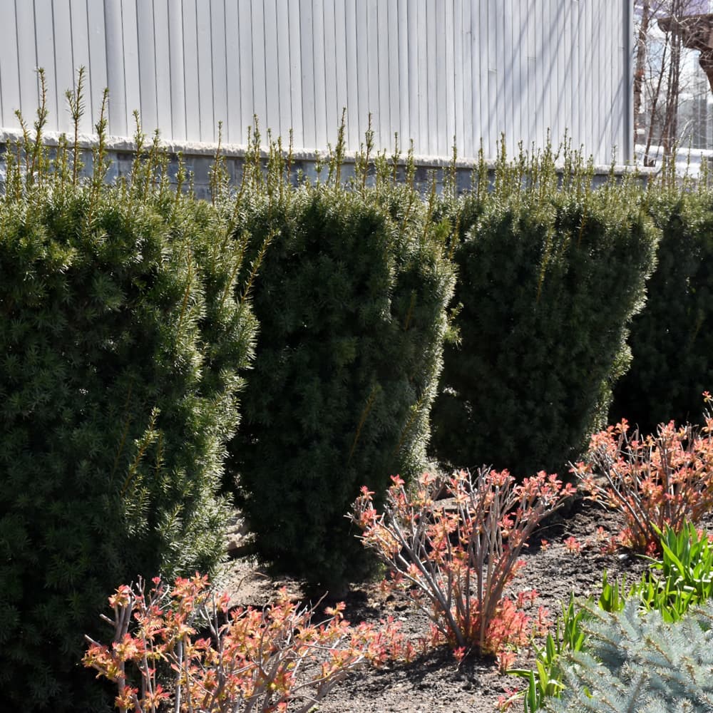 NetPS Plant Finder (www.netpsplantfinder.com)