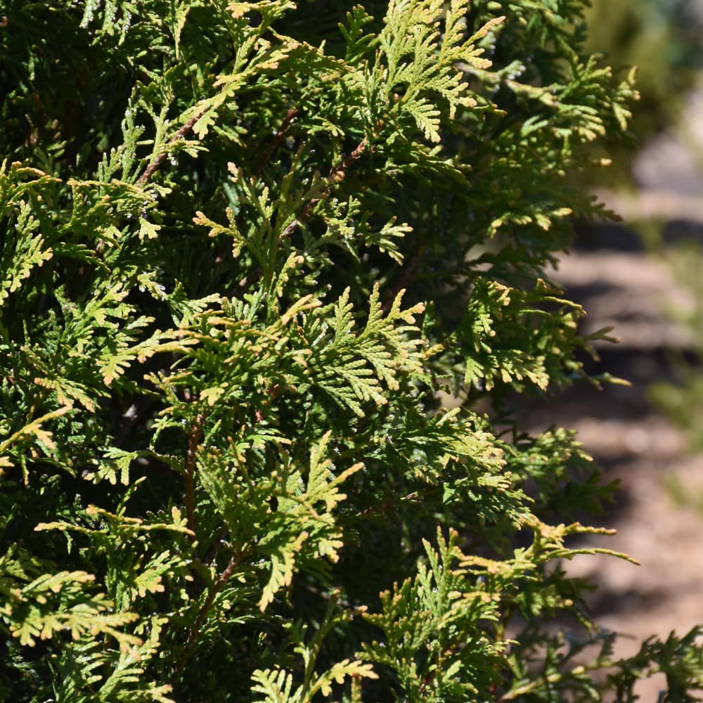 NetPS Plant Finder (www.netpsplantfinder.com)