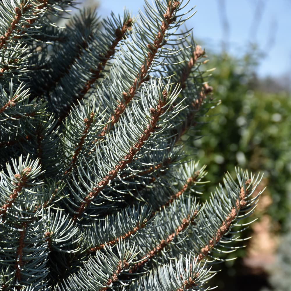 NetPS Plant Finder (www.netpsplantfinder.com)