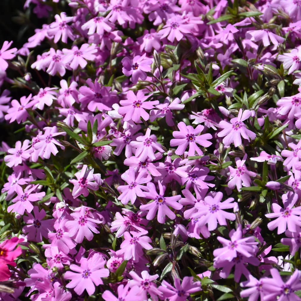 NetPS Plant Finder (www.netpsplantfinder.com)