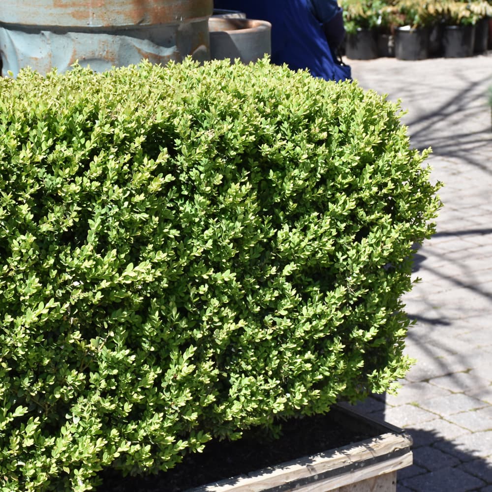 NetPS Plant Finder (www.netpsplantfinder.com)