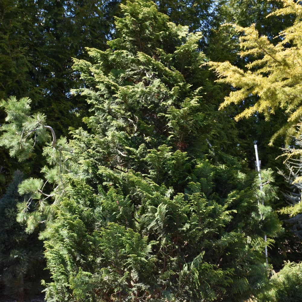 Cypress Hinoki Graciosa