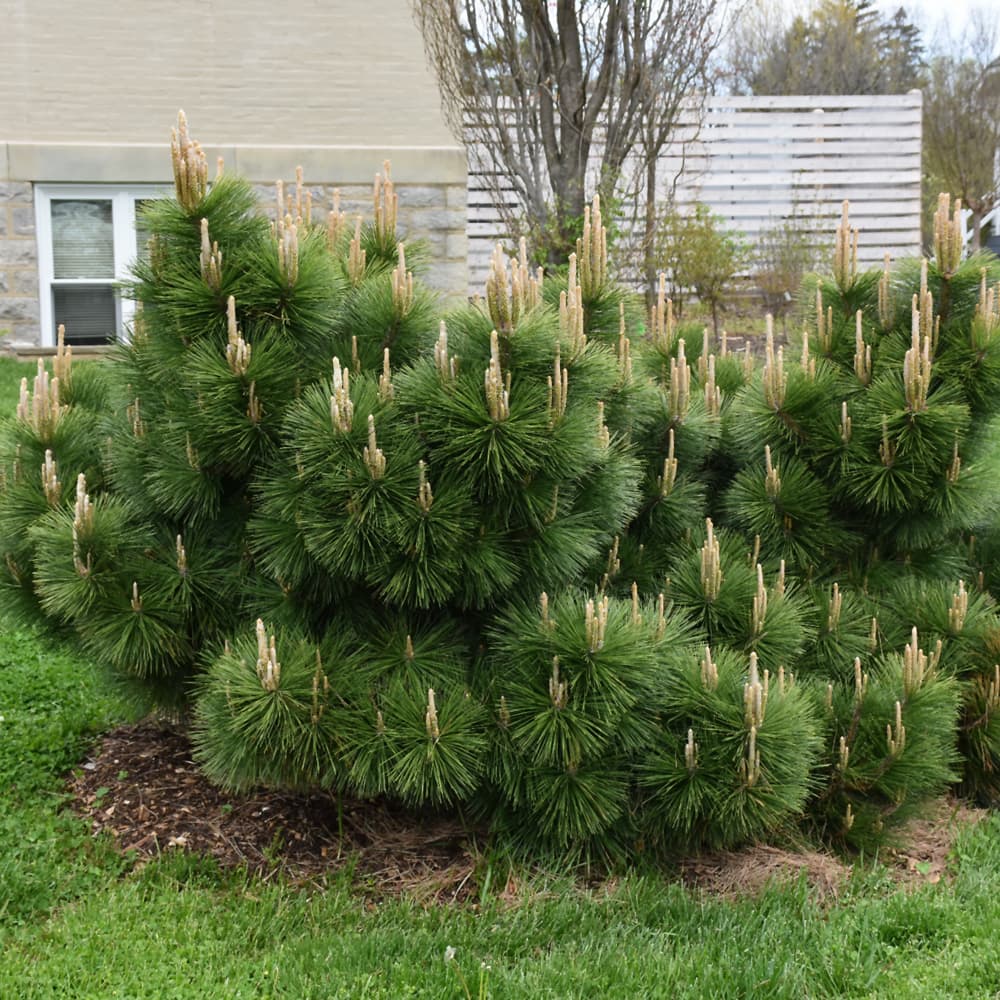 Pine Thunderhead