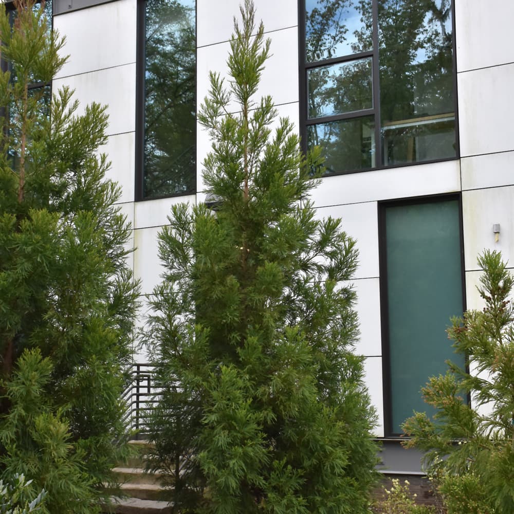 Cryptomeria Yoshino