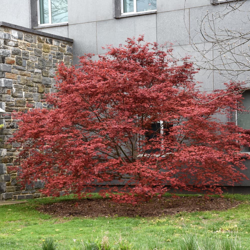 NetPS Plant Finder (www.netpsplantfinder.com)