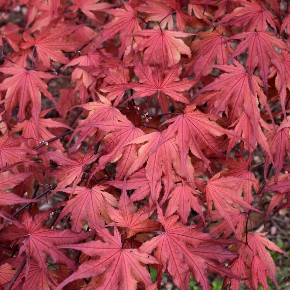 NetPS Plant Finder (www.netpsplantfinder.com)