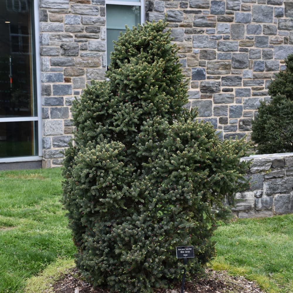 Spruce White Yukon Blue