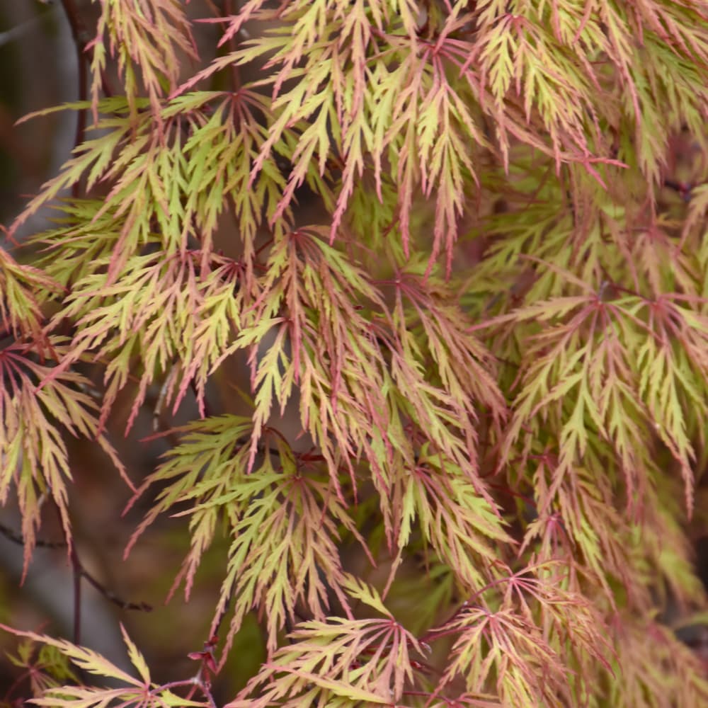 NetPS Plant Finder (www.netpsplantfinder.com)