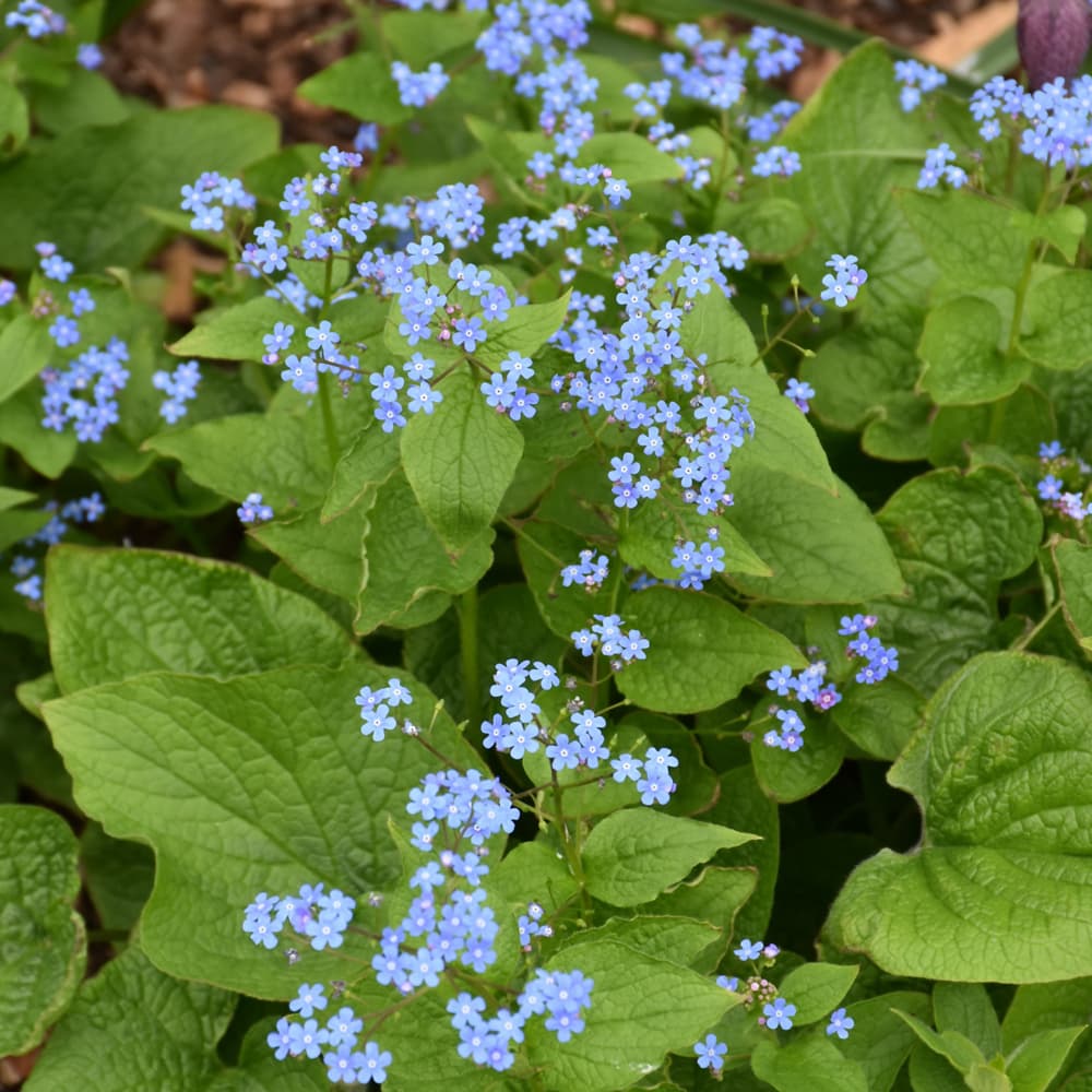 NetPS Plant Finder (www.netpsplantfinder.com)