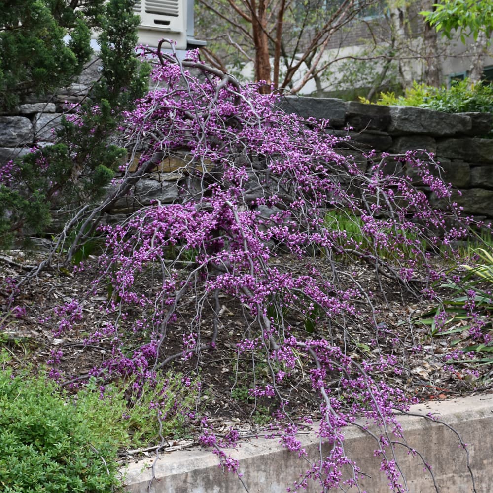 NetPS Plant Finder (www.netpsplantfinder.com)