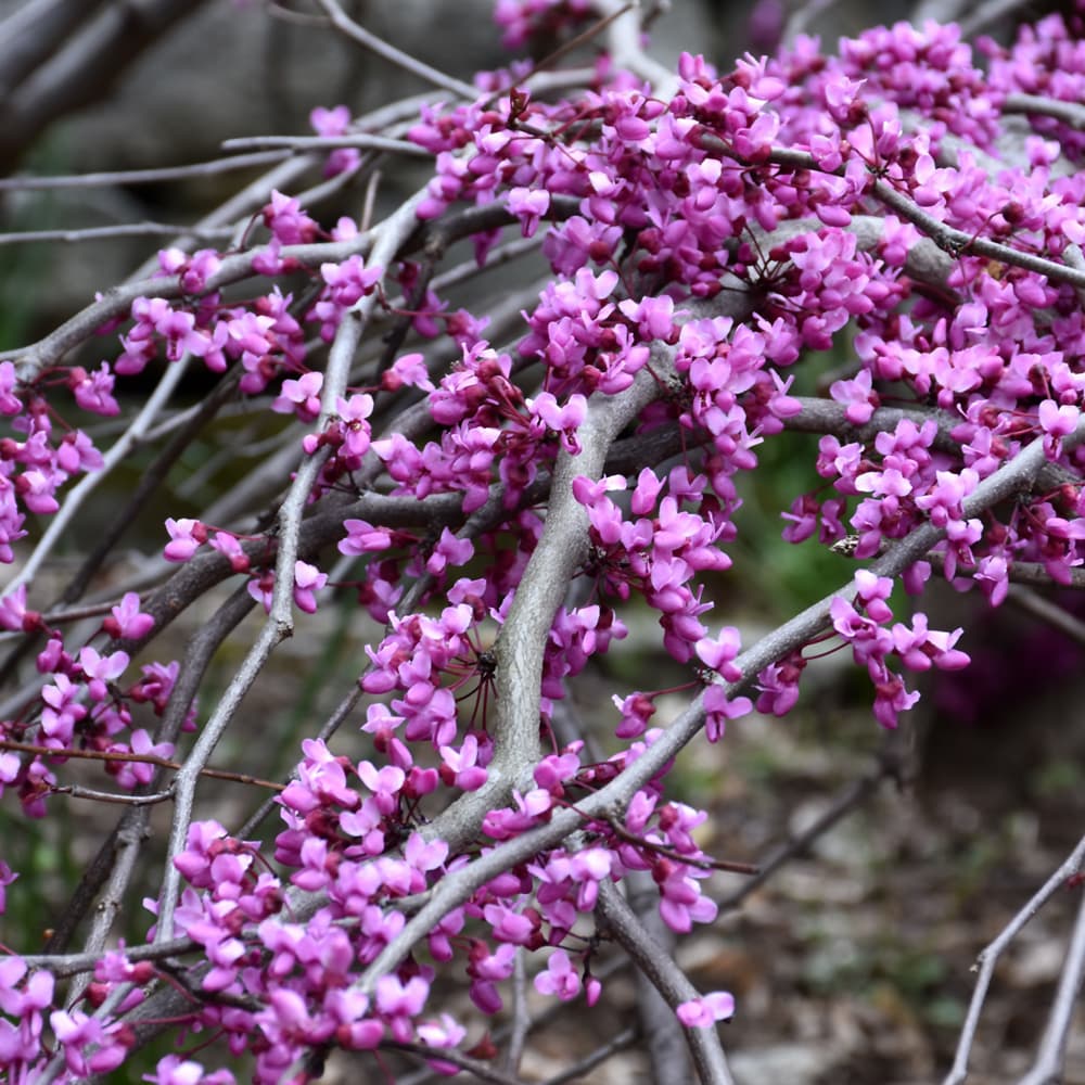 NetPS Plant Finder (www.netpsplantfinder.com)