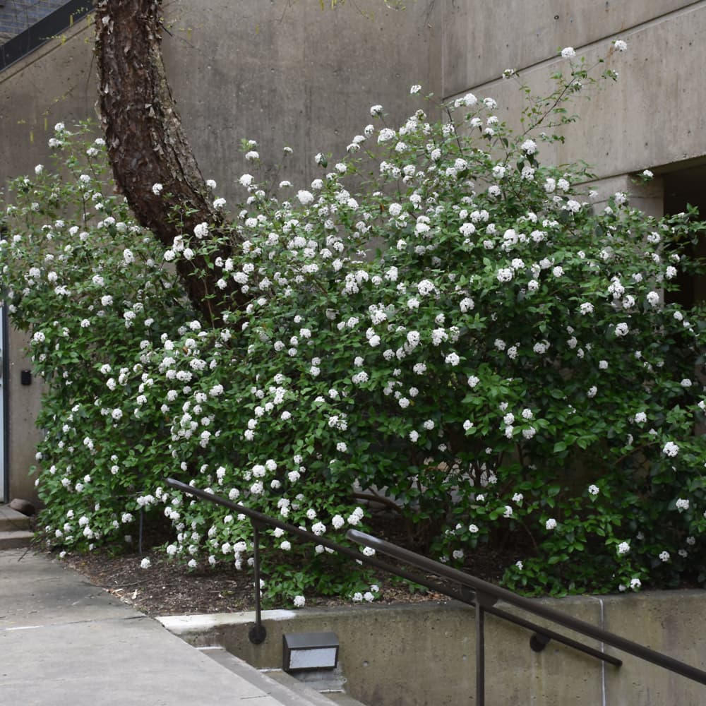 NetPS Plant Finder (www.netpsplantfinder.com)