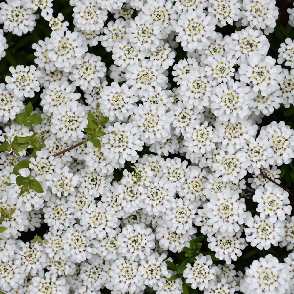 NetPS Plant Finder (www.netpsplantfinder.com)