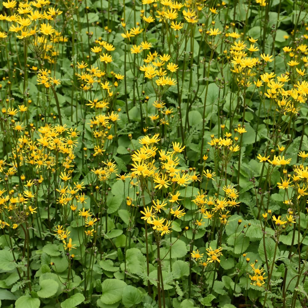 NetPS Plant Finder (www.netpsplantfinder.com)