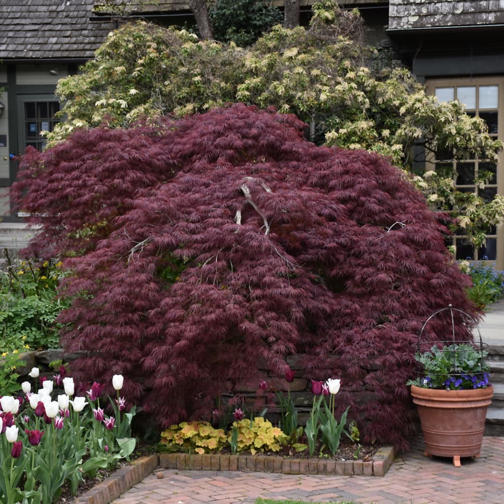 NetPS Plant Finder (www.netpsplantfinder.com)