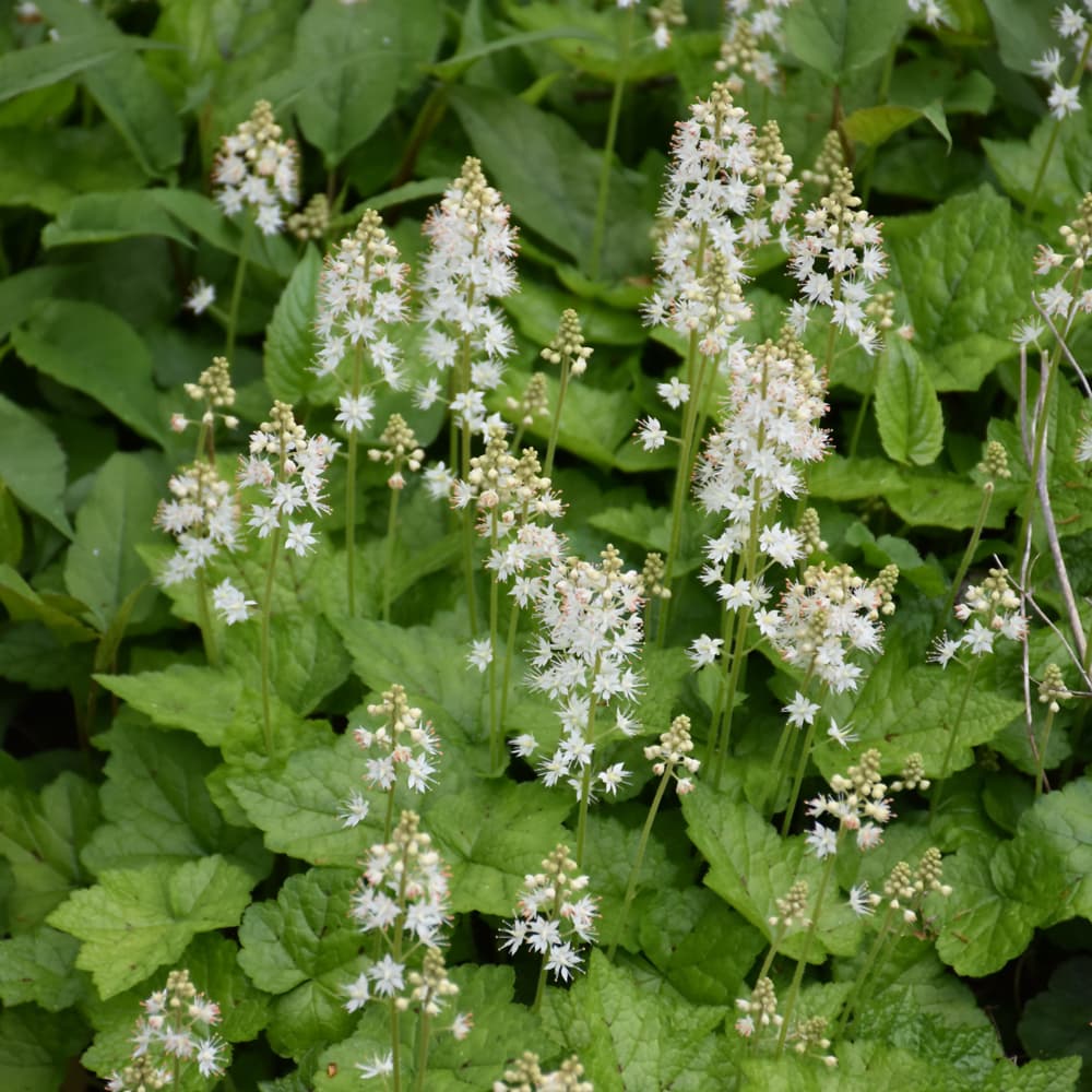 NetPS Plant Finder (www.netpsplantfinder.com)