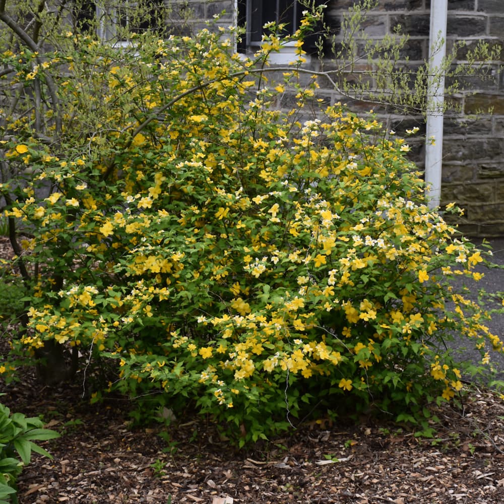NetPS Plant Finder (www.netpsplantfinder.com)