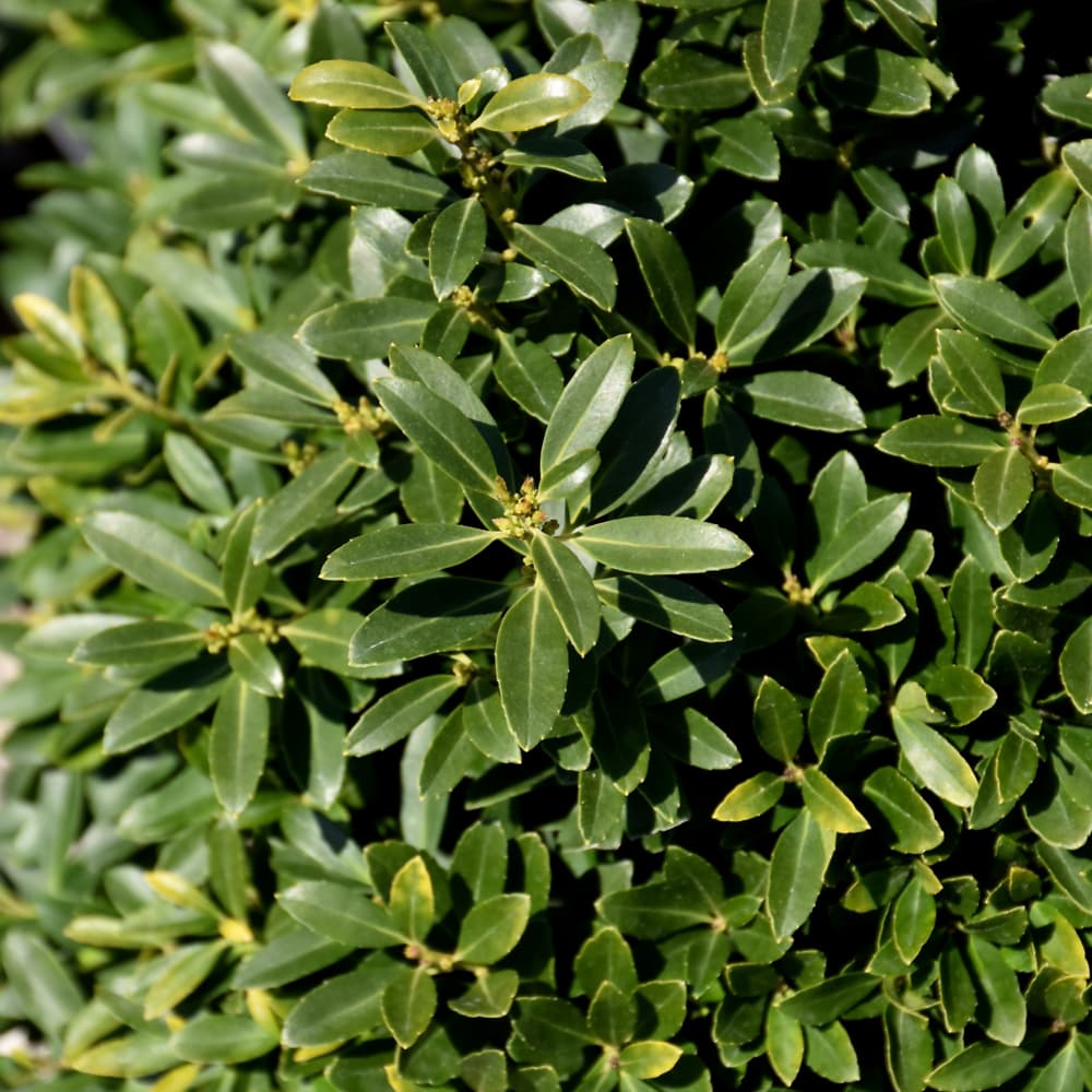 NetPS Plant Finder (www.netpsplantfinder.com)