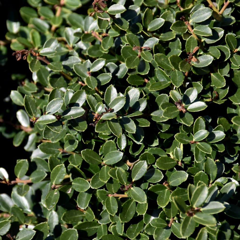 NetPS Plant Finder (www.netpsplantfinder.com)