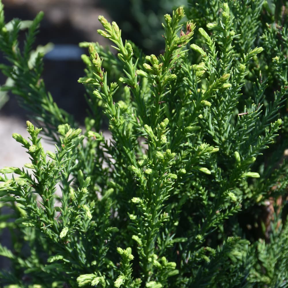 NetPS Plant Finder (www.netpsplantfinder.com)