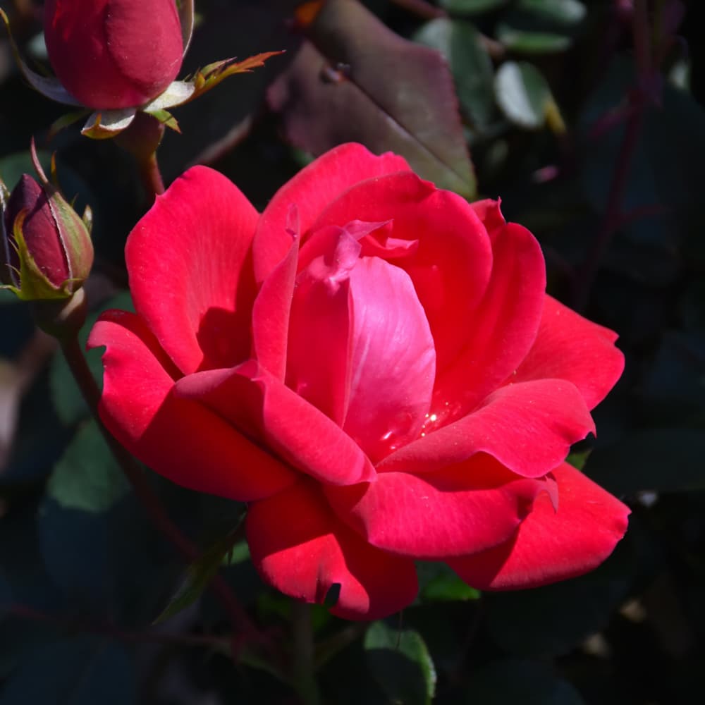 NetPS Plant Finder (www.netpsplantfinder.com)