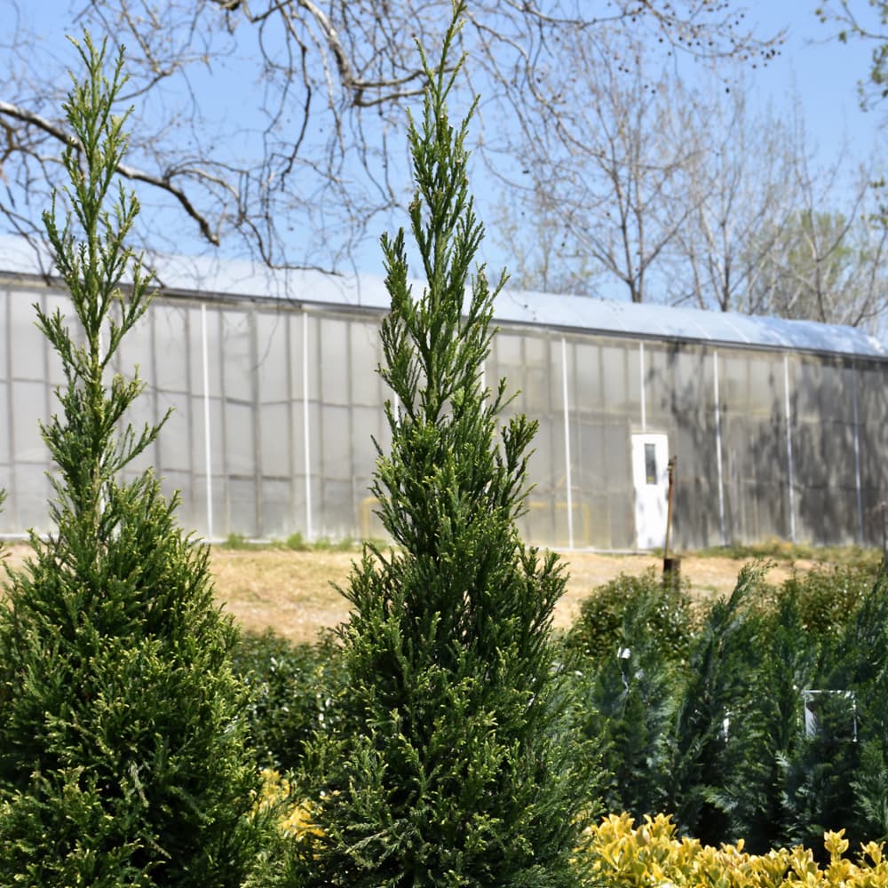 Cryptomeria Radicans