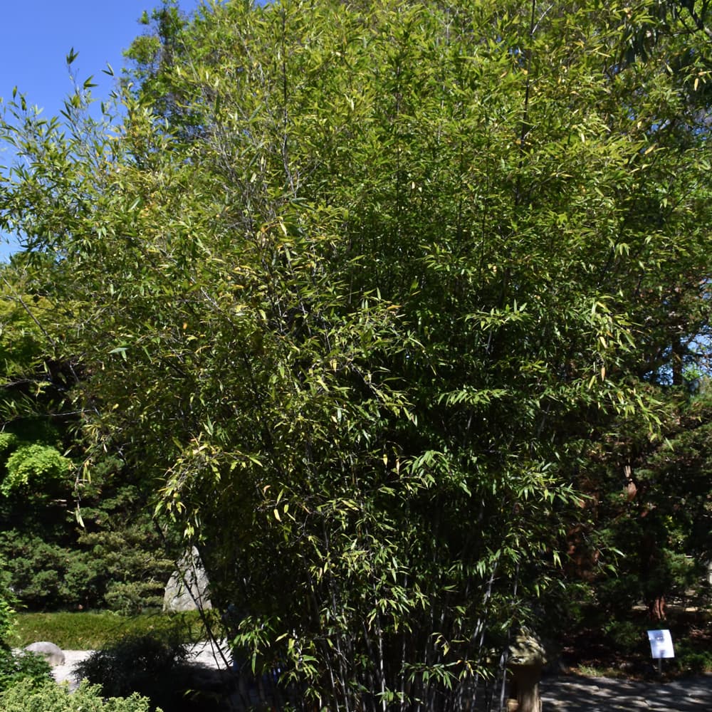 NetPS Plant Finder (www.netpsplantfinder.com)