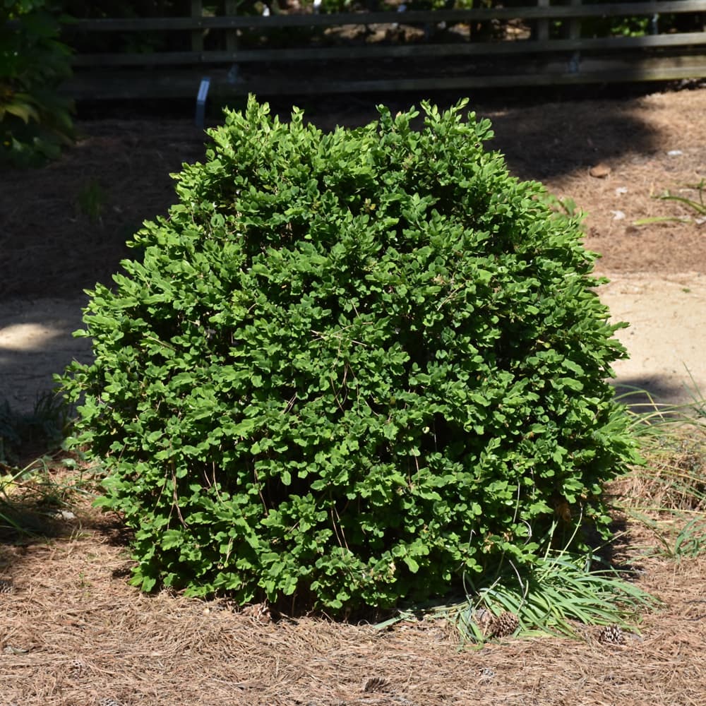 NetPS Plant Finder (www.netpsplantfinder.com)