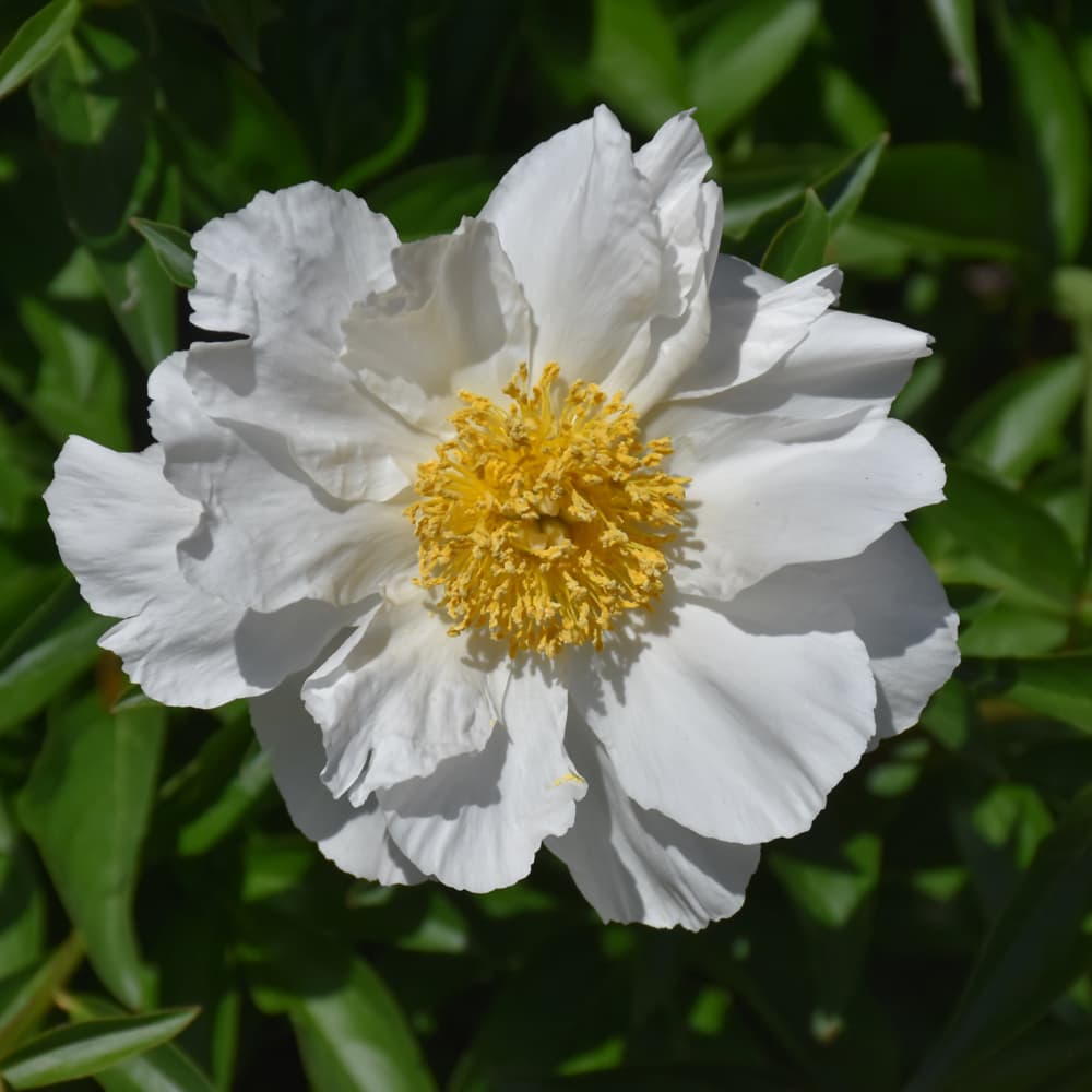 NetPS Plant Finder (www.netpsplantfinder.com)