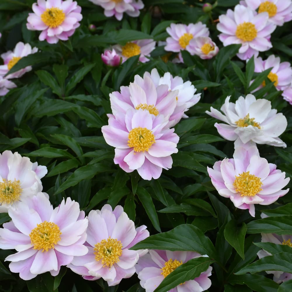 NetPS Plant Finder (www.netpsplantfinder.com)