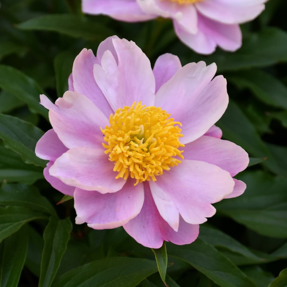 NetPS Plant Finder (www.netpsplantfinder.com)