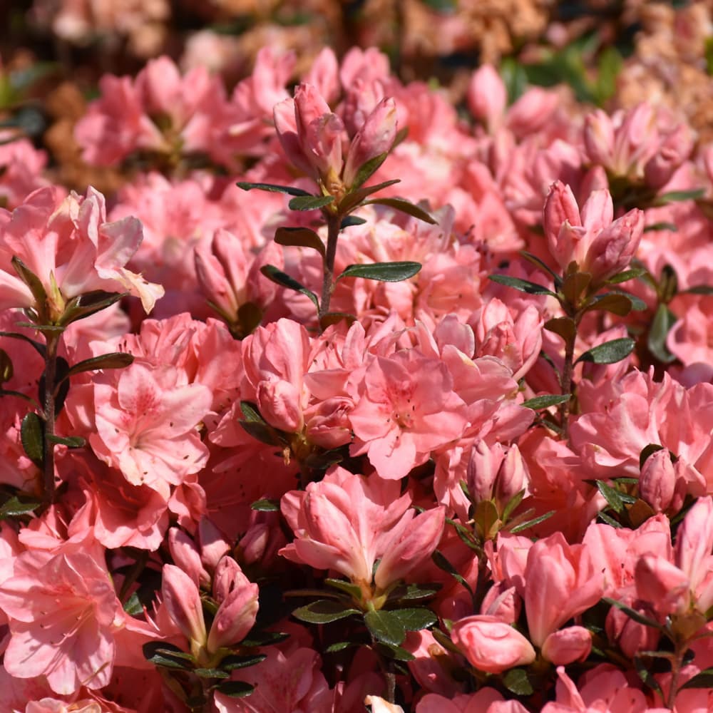 Azalea Blaauws Pink
