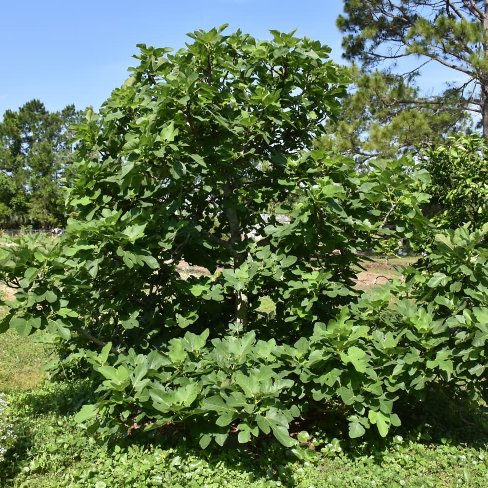 NetPS Plant Finder (www.netpsplantfinder.com)