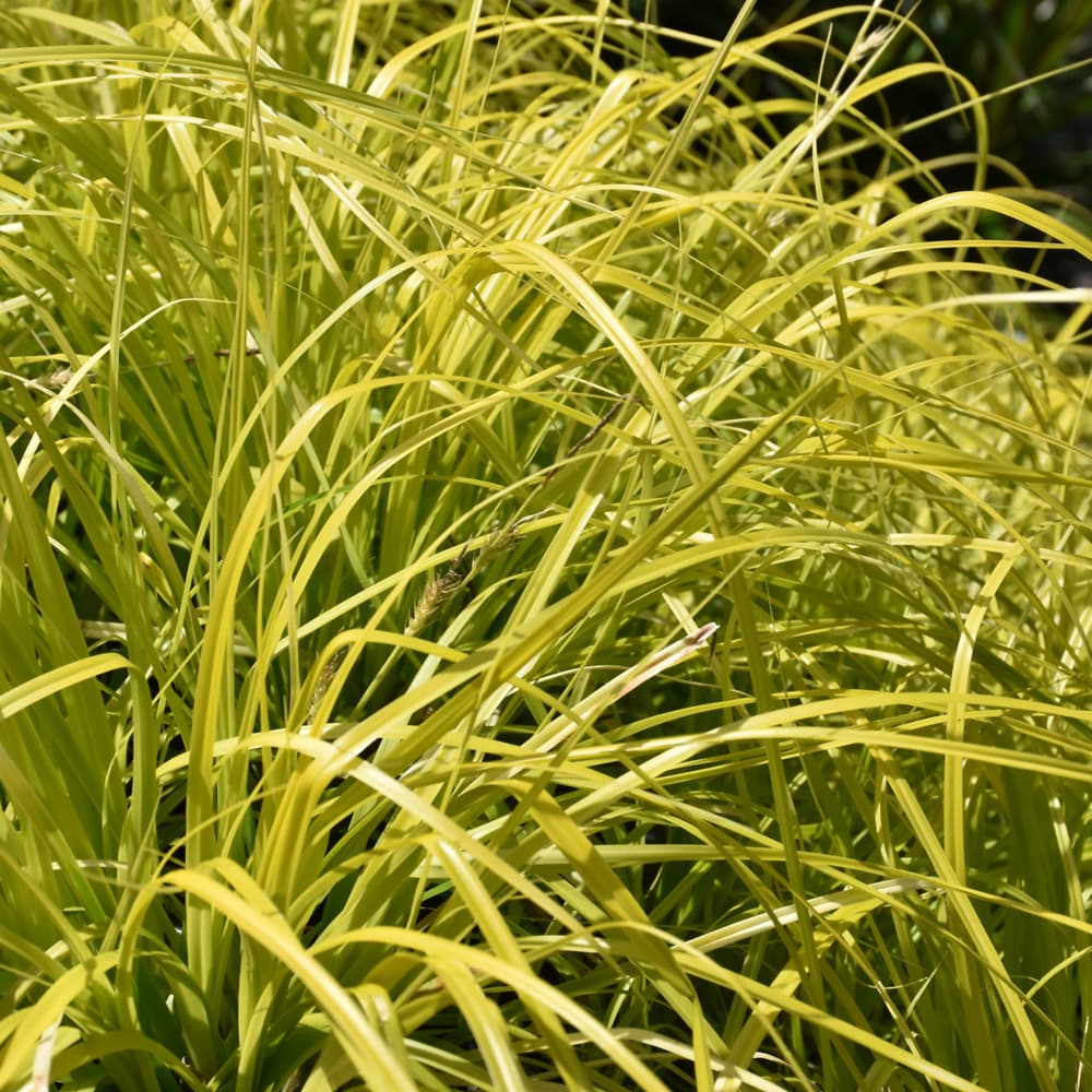 NetPS Plant Finder (www.netpsplantfinder.com)