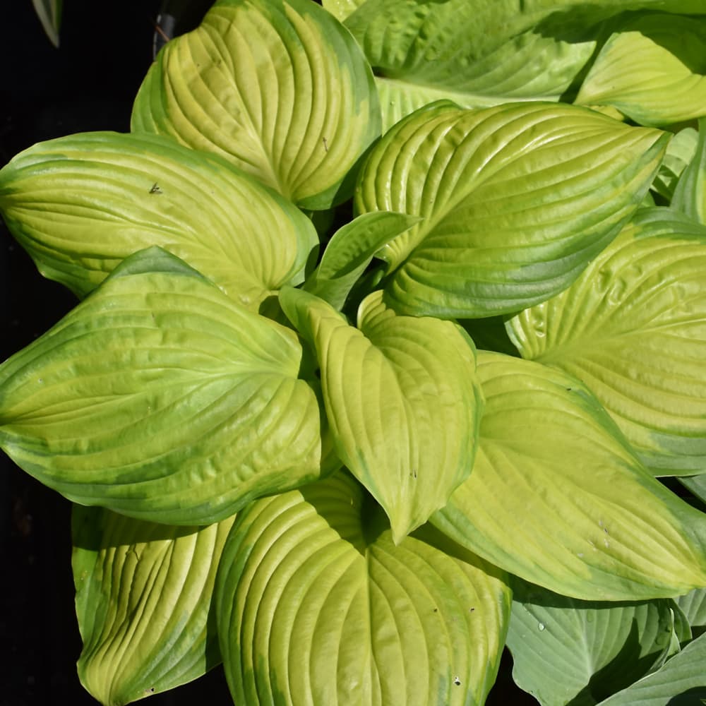 NetPS Plant Finder (www.netpsplantfinder.com)