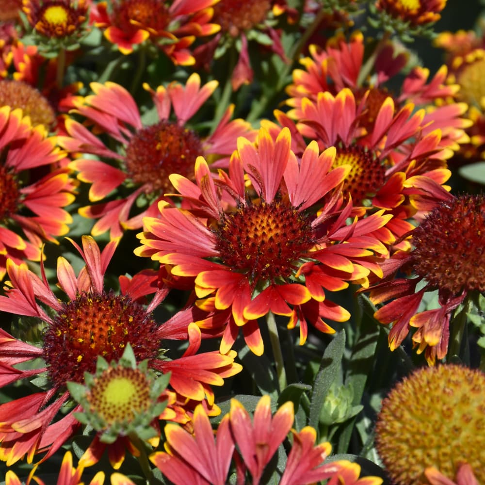 NetPS Plant Finder (www.netpsplantfinder.com)