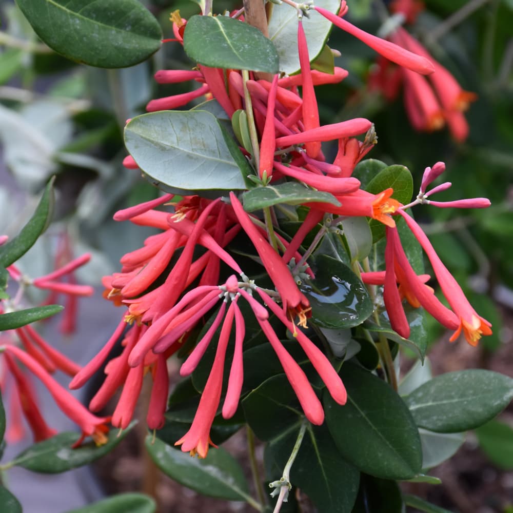 Honeysuckle Sempervirens