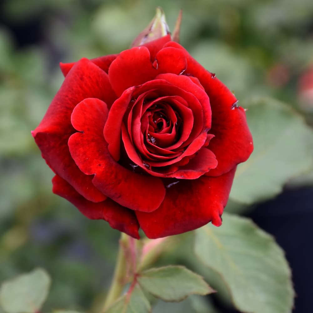 NetPS Plant Finder (www.netpsplantfinder.com)