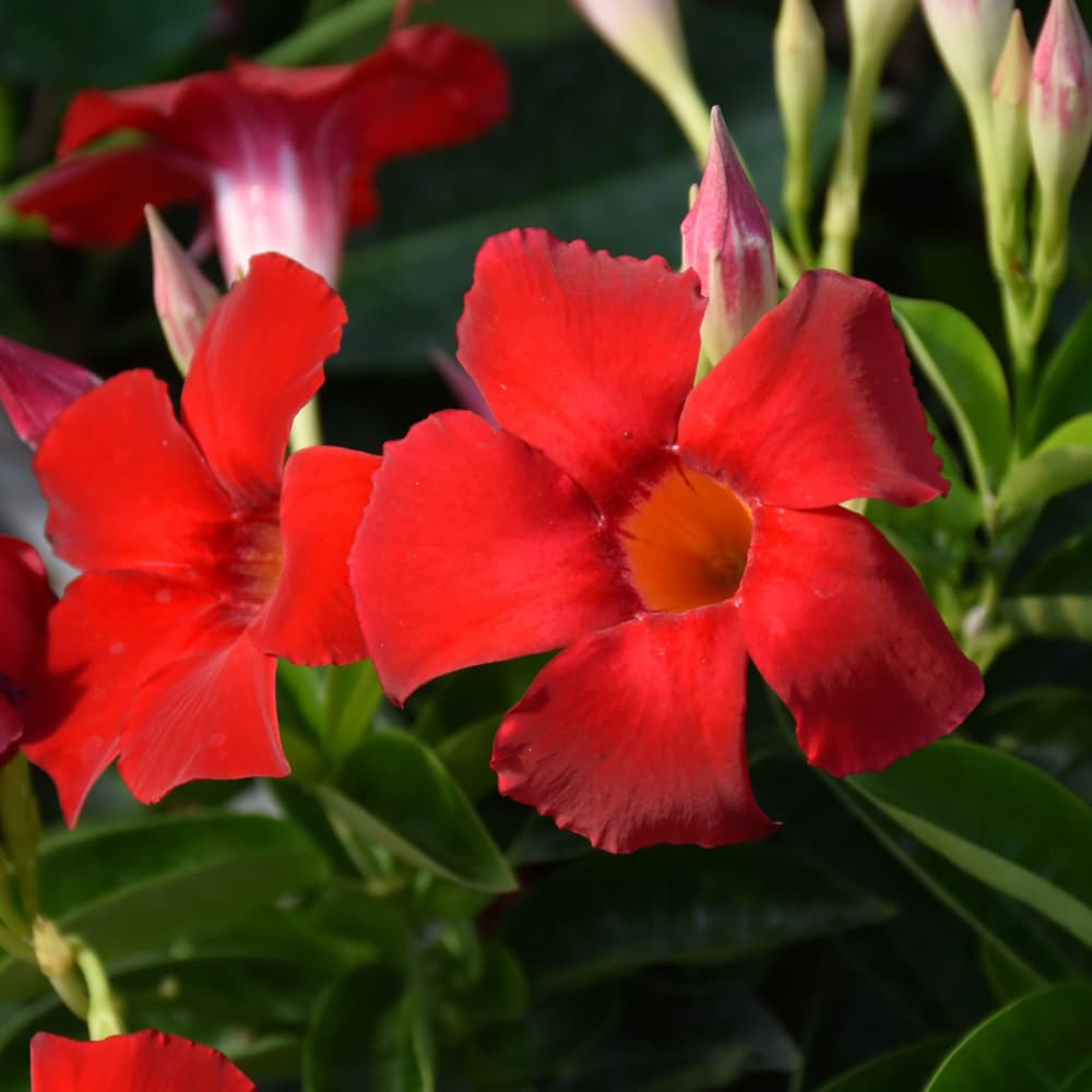 NetPS Plant Finder (www.netpsplantfinder.com)