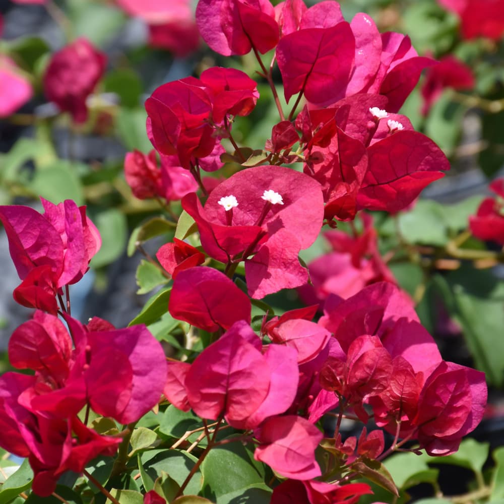 Bougainvillea Barbara Karst