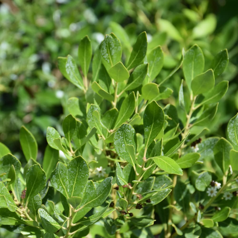 NetPS Plant Finder (www.netpsplantfinder.com)