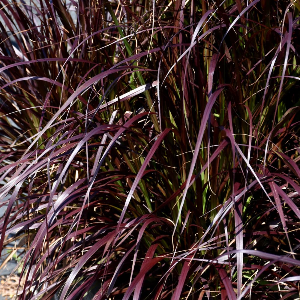 NetPS Plant Finder (www.netpsplantfinder.com)