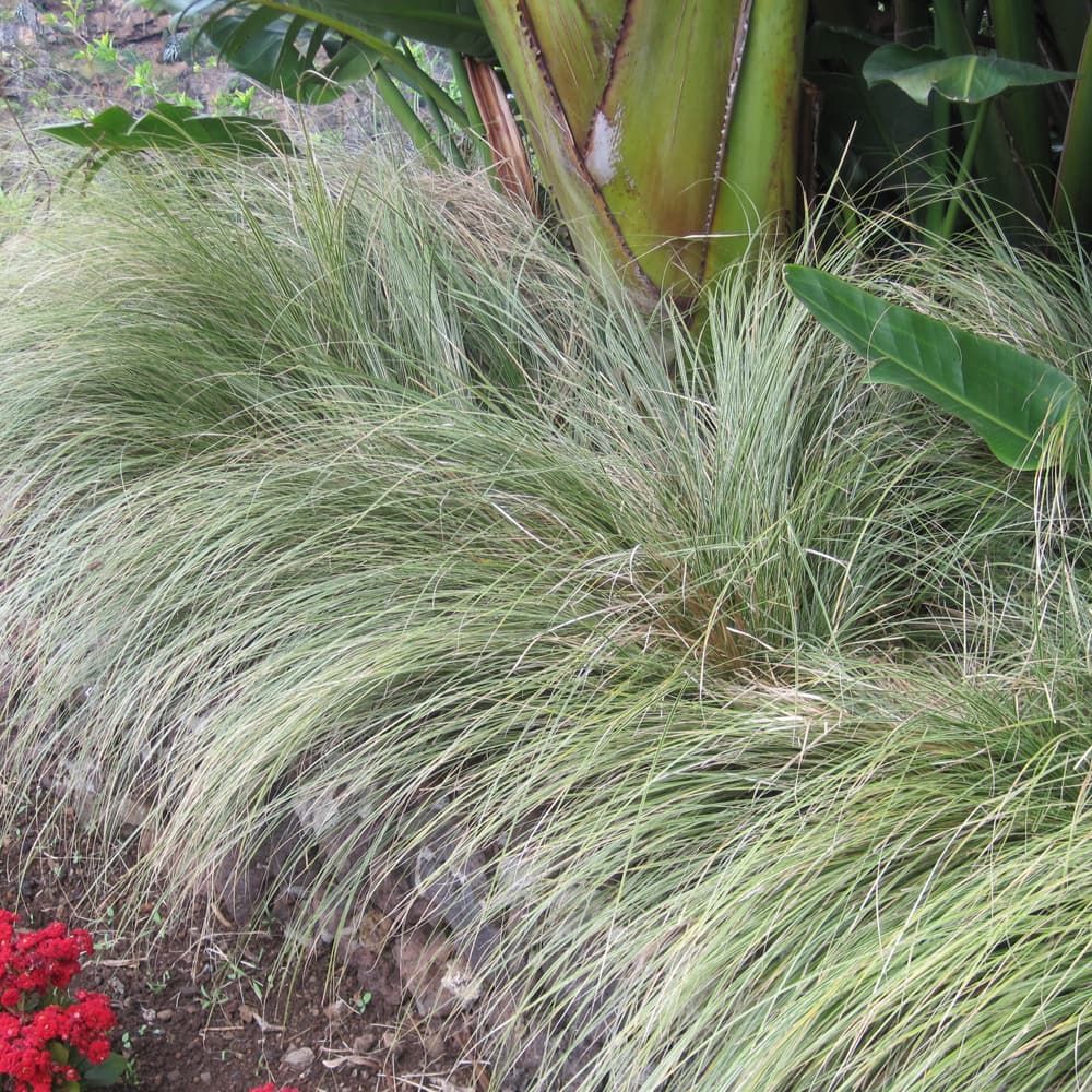 Carex Evercolor Everest