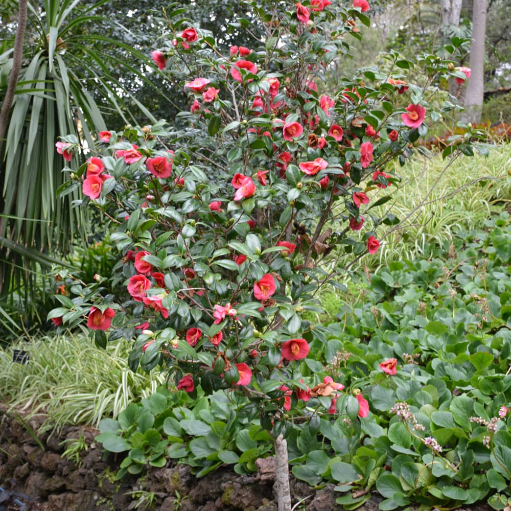 NetPS Plant Finder (www.netpsplantfinder.com)